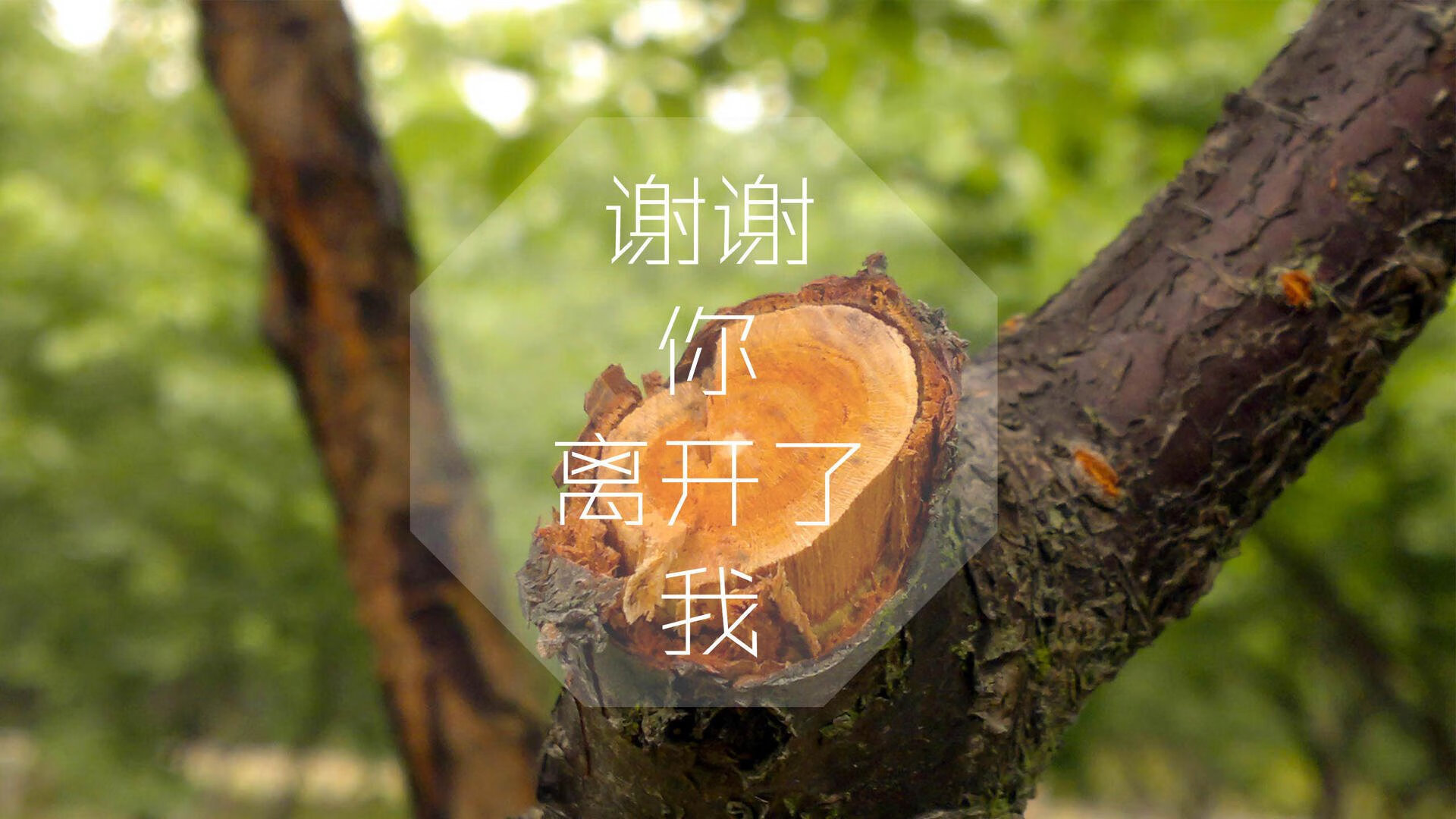 开云体育下载入口-印度在2024年T20世界杯中击败南非夺冠，印度进世界杯