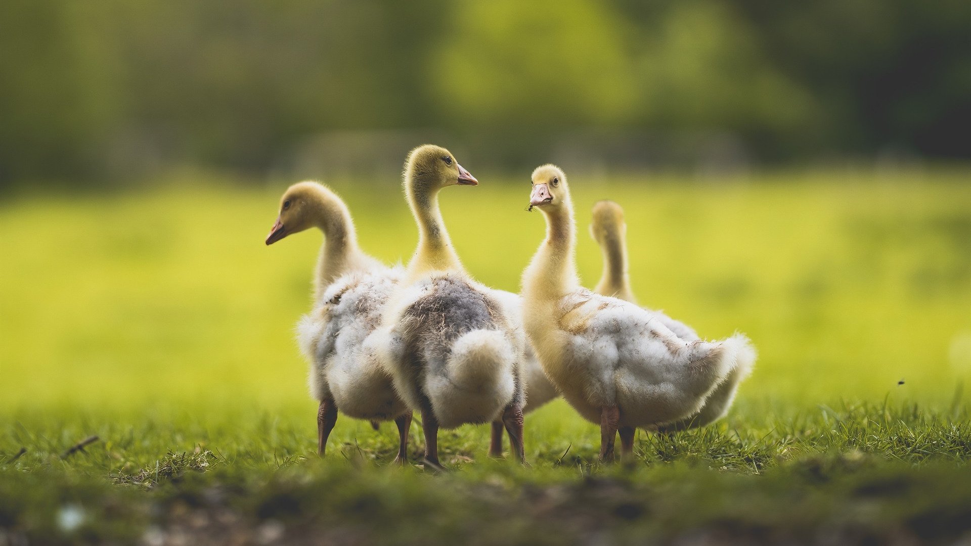 意甲青训项目引入情绪管理提升抗压能力研究,意甲青训排名