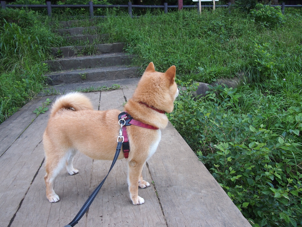 智能健身设备用户体验优化路径分析,健身智能系统