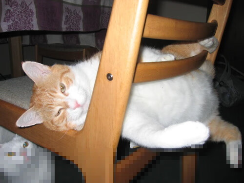 青少年体育锻炼持续性影响因素分析,青少年进行体育锻炼的必要性