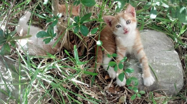 青少年体育锻炼中的激励机制研究,青少年加强体育锻炼的目的
