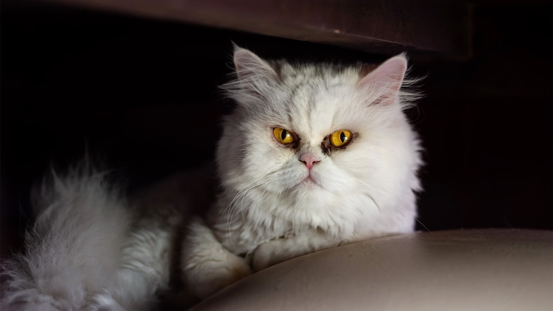 CBA赛季赛事精彩激烈,cba赛季赛程