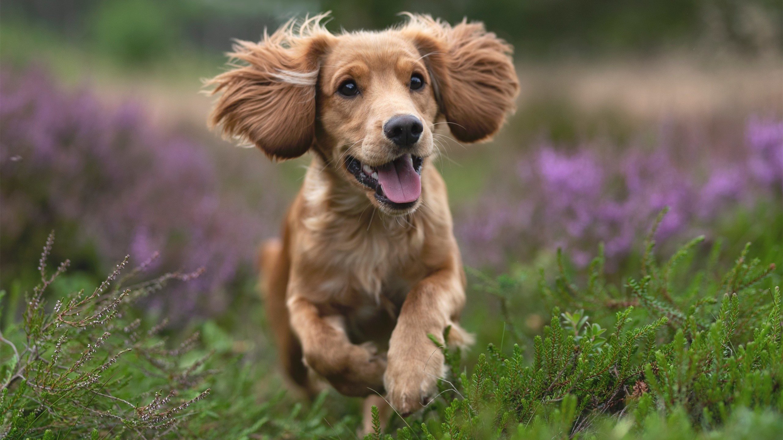 中国男篮结束海外拉练 返回国内继续备战,中国男篮回国隔离地点